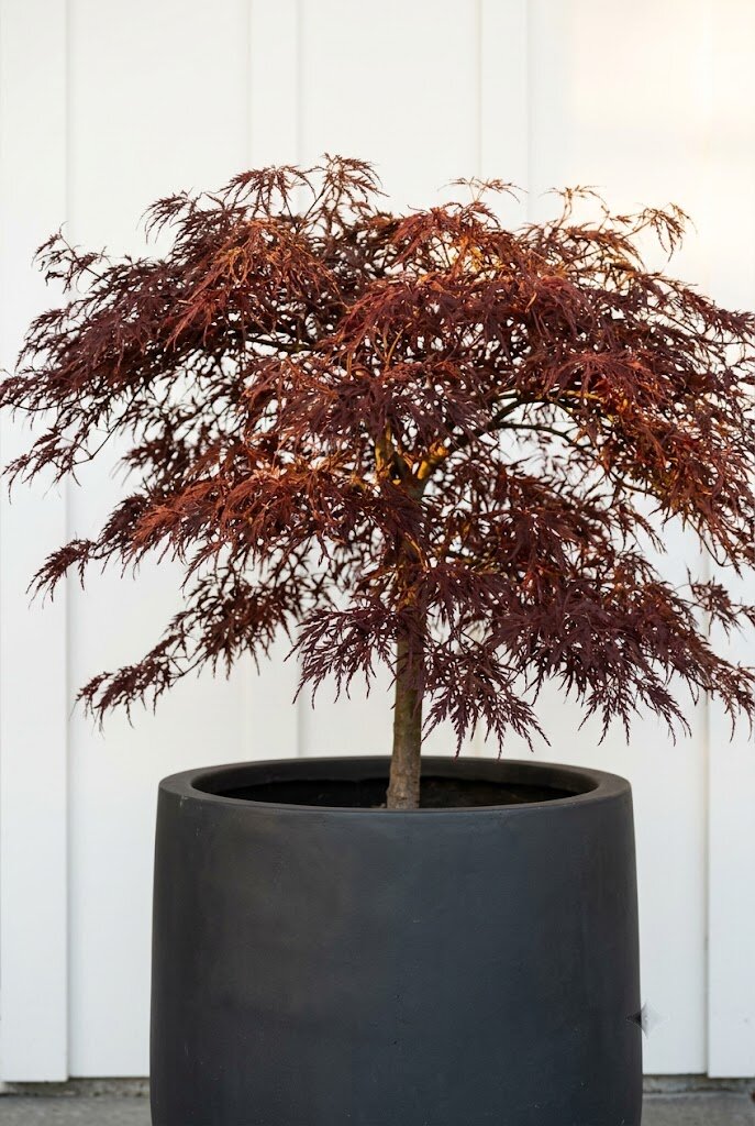 Japanese maple tree with burgundy lacy foliage in large modern container planter