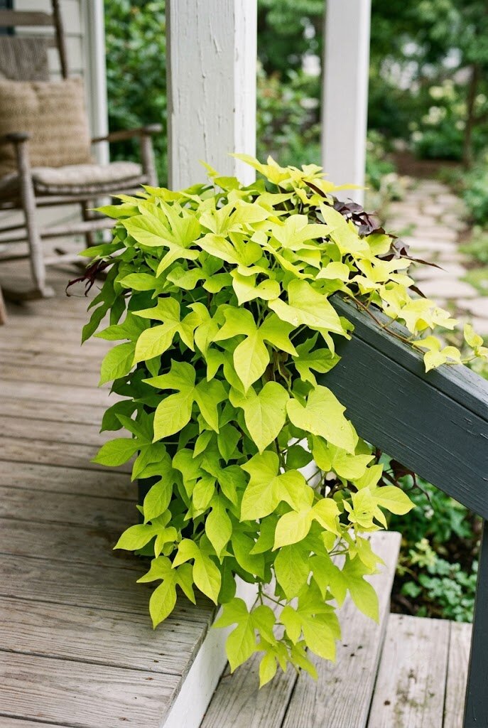 trailing chartreuse sweet potato vine cascading from a front porch planter