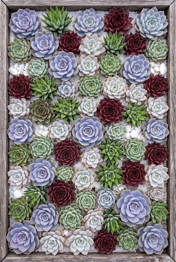 vertical succulent living wall with colorful echeveria and sedum in felt pocket planter