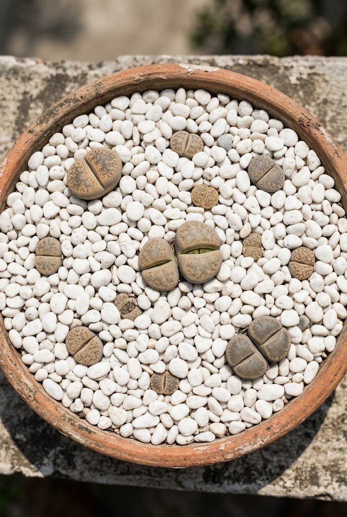 Lithops Living Stones succulents in a shallow pot with gravel top-dressing mimicking natural rocky habitat